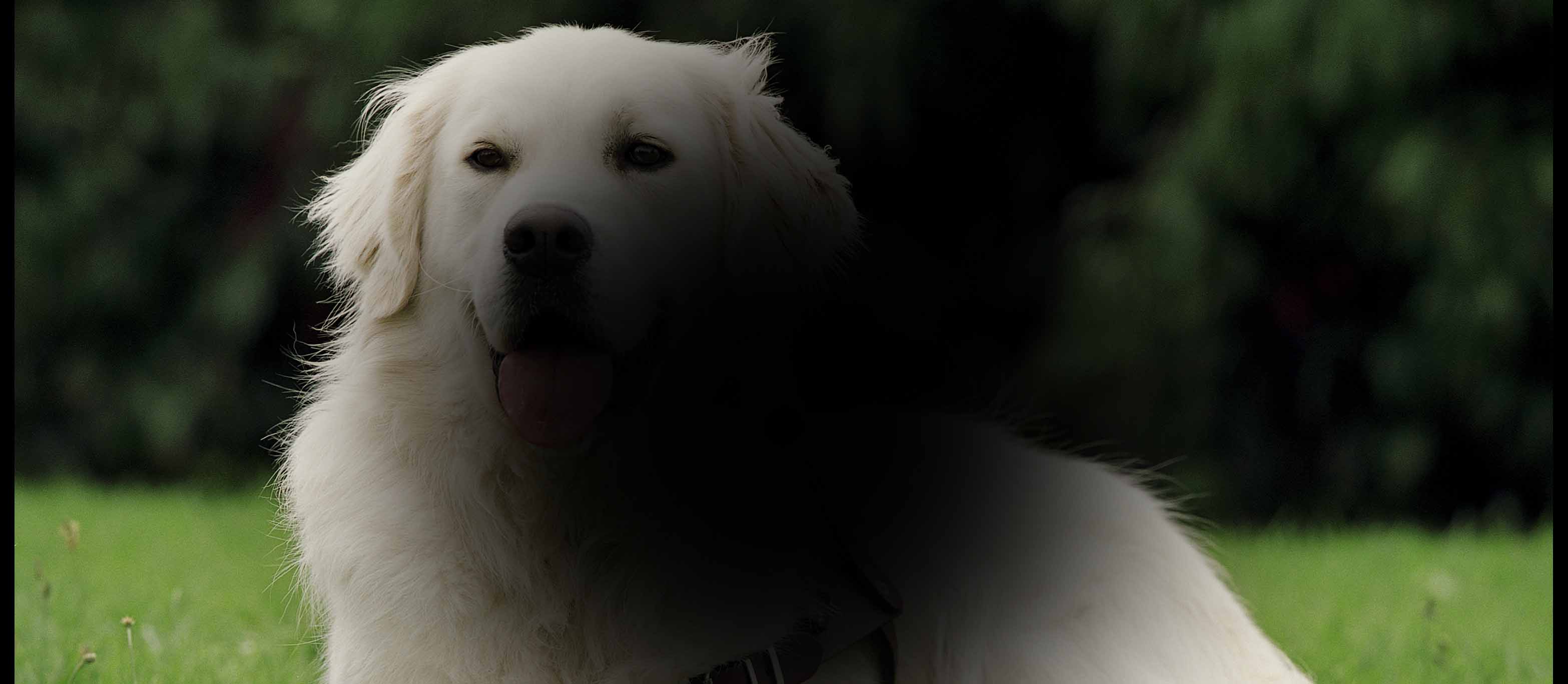 Macular Degeneration Blind Low Vision NZ