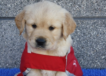 Golden Retriever puppy in red guide dog in training coat