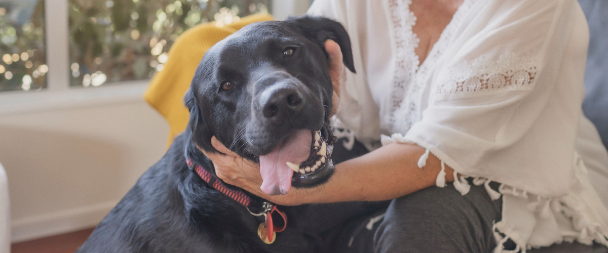 Black Labrador named Yazz smiling for the camera with his tongue hanging out.